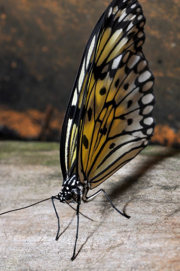 Makroaufnahme Schmetterling